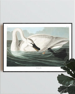 Trumpeter Swan Print by John Audubon