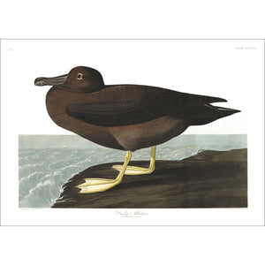 Dusky Albatros Print by John Audubon