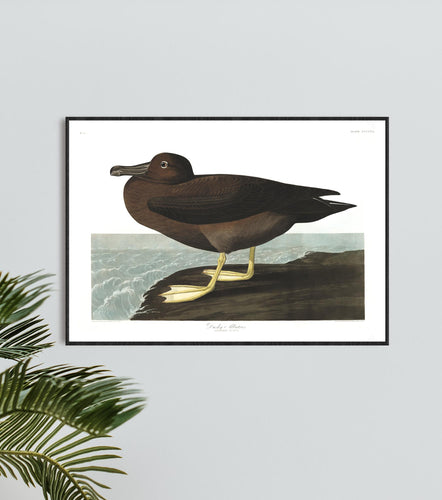 Dusky Albatros Print by John Audubon