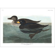 Load image into Gallery viewer, American Scoter Duck Print by John Audubon