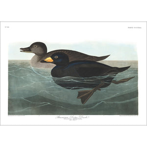 American Scoter Duck Print by John Audubon