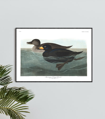 American Scoter Duck Print by John Audubon