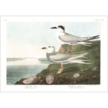 Load image into Gallery viewer, Havell&#39;s Tern and Frudeau&#39;s Tern Print by John Audubon