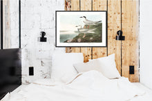 Load image into Gallery viewer, Havell&#39;s Tern and Frudeau&#39;s Tern Print by John Audubon
