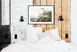 Havell's Tern and Frudeau's Tern Print by John Audubon