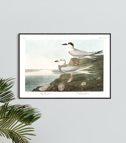 Havell's Tern and Frudeau's Tern Print by John Audubon