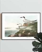 Load image into Gallery viewer, Havell&#39;s Tern and Frudeau&#39;s Tern Print by John Audubon