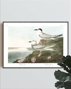 Havell's Tern and Frudeau's Tern Print by John Audubon