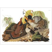 Load image into Gallery viewer, Ruffed Grous Print by John Audubon