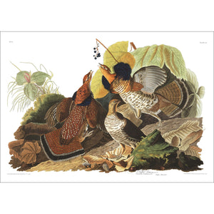 Ruffed Grous Print by John Audubon