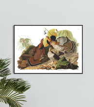 Load image into Gallery viewer, Ruffed Grous Print by John Audubon