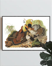 Load image into Gallery viewer, Ruffed Grous Print by John Audubon