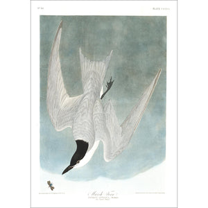 Marsh Tern Print by John Audubon