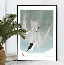 Load image into Gallery viewer, Marsh Tern Print by John Audubon