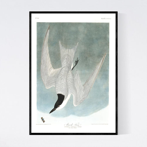 Marsh Tern Print by John Audubon