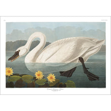 Load image into Gallery viewer, Common American Swan Print by John Audubon