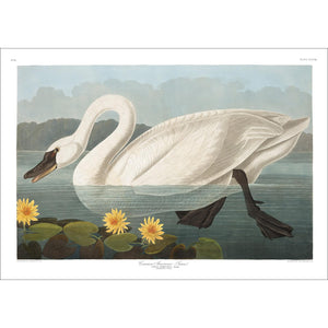 Common American Swan Print by John Audubon