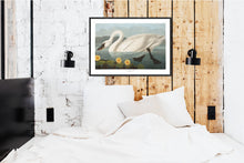 Load image into Gallery viewer, Common American Swan Print by John Audubon