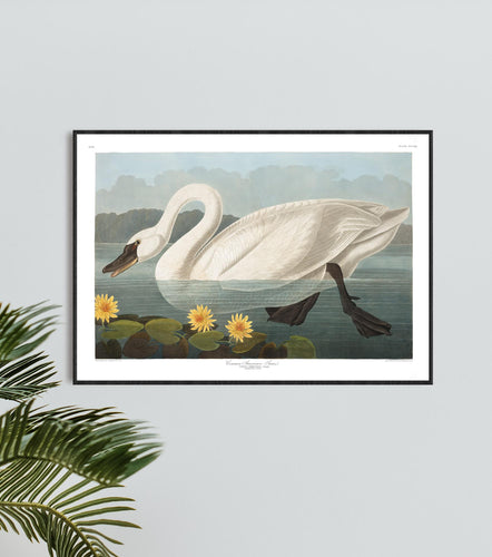 Common American Swan Print by John Audubon