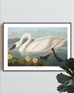 Common American Swan Print by John Audubon