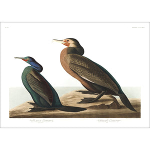 Violet-Green Cormorant and Townsend's Cormorant Print by John Audubon