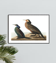 Load image into Gallery viewer, Violet-Green Cormorant and Townsend&#39;s Cormorant Print by John Audubon