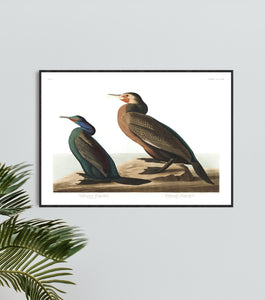 Violet-Green Cormorant and Townsend's Cormorant Print by John Audubon