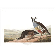 Load image into Gallery viewer, Californian Partridge Print by John Audubon