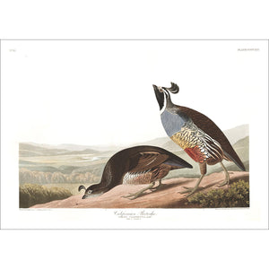 Californian Partridge Print by John Audubon
