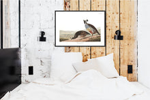 Load image into Gallery viewer, Californian Partridge Print by John Audubon