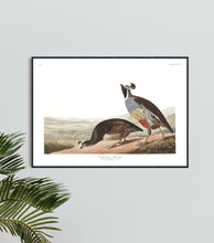 Load image into Gallery viewer, Californian Partridge Print by John Audubon