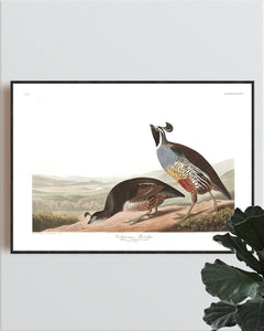 Californian Partridge Print by John Audubon