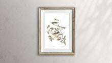 Load image into Gallery viewer, Golden-Winged Warbler and Cape May Warbler Print by John Audubon