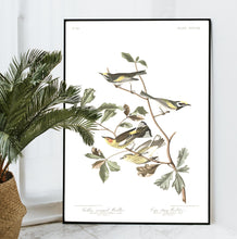 Load image into Gallery viewer, Golden-Winged Warbler and Cape May Warbler Print by John Audubon