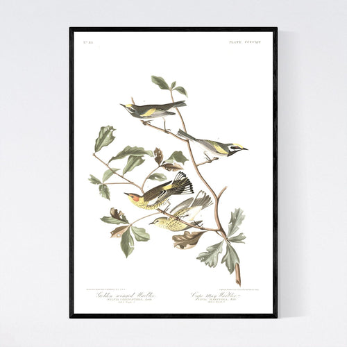 Golden-Winged Warbler and Cape May Warbler Print by John Audubon