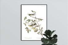 Load image into Gallery viewer, Golden-Winged Warbler and Cape May Warbler Print by John Audubon