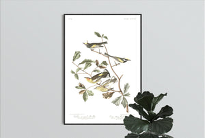 Golden-Winged Warbler and Cape May Warbler Print by John Audubon
