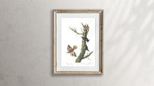 Load image into Gallery viewer, Brown Creeper and Californian Nuthatch Print by John Audubon