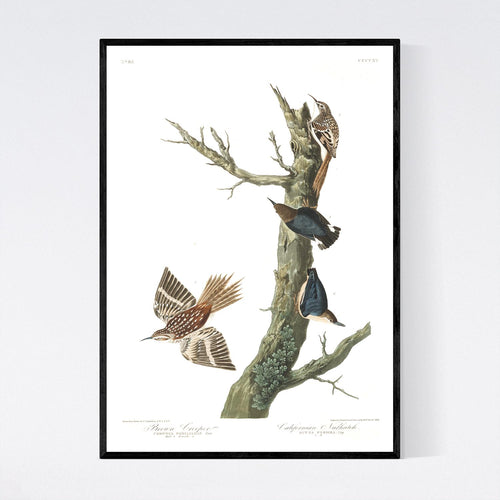 Brown Creeper and Californian Nuthatch Print by John Audubon