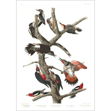 Load image into Gallery viewer, Hairy Woodpecker Red-Bellied Woodpecker Red-Shafted Woodpecker Lewis Woodpecker and Red-Breasted Woodpecker Print by John Audubon
