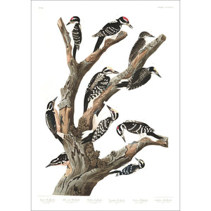 Maria's Woodpecker Three-Toed Woodpecker Phillips Woodpecker Canadian Woodpecker Harris's Woodpecker and Audubon's Woodpecker Print by John Audubon