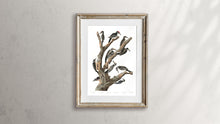 Load image into Gallery viewer, Maria&#39;s Woodpecker Three-Toed Woodpecker Phillips Woodpecker Canadian Woodpecker Harris&#39;s Woodpecker and Audubon&#39;s Woodpecker Print by John Audubon