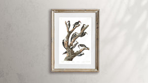 Maria's Woodpecker Three-Toed Woodpecker Phillips Woodpecker Canadian Woodpecker Harris's Woodpecker and Audubon's Woodpecker Print by John Audubon