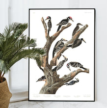 Load image into Gallery viewer, Maria&#39;s Woodpecker Three-Toed Woodpecker Phillips Woodpecker Canadian Woodpecker Harris&#39;s Woodpecker and Audubon&#39;s Woodpecker Print by John Audubon