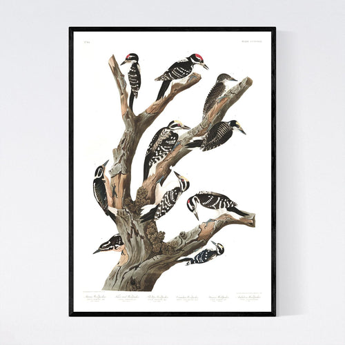 Maria's Woodpecker Three-Toed Woodpecker Phillips Woodpecker Canadian Woodpecker Harris's Woodpecker and Audubon's Woodpecker Print by John Audubon