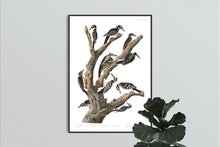 Load image into Gallery viewer, Maria&#39;s Woodpecker Three-Toed Woodpecker Phillips Woodpecker Canadian Woodpecker Harris&#39;s Woodpecker and Audubon&#39;s Woodpecker Print by John Audubon