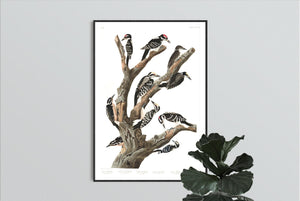 Maria's Woodpecker Three-Toed Woodpecker Phillips Woodpecker Canadian Woodpecker Harris's Woodpecker and Audubon's Woodpecker Print by John Audubon
