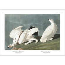 Load image into Gallery viewer, American Ptarmigan and White-Tailed Grous Print by John Audubon