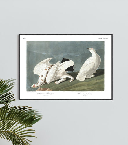 American Ptarmigan and White-Tailed Grous Print by John Audubon