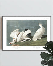 Load image into Gallery viewer, American Ptarmigan and White-Tailed Grous Print by John Audubon
